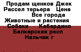 Продам щенков Джек Рассел терьера › Цена ­ 25 000 - Все города Животные и растения » Собаки   . Кабардино-Балкарская респ.,Нальчик г.